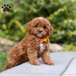 Peyton, Cavapoo Puppy